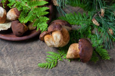 Sonbahar kompozisyonu boletus badius, imleria badia ya da bay bolete, mantarlı kil kasesi eski ahşap arka planda çam ağacının yeşil dalı. Yenilebilir ve gözenekli mantarların kadife rengi kahverengi veya kestane rengi başlıkları vardır.