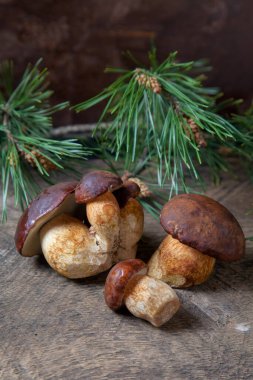 Birkaç Boletus badius, imleria badia ya da Bay bolete mantarlarının sonbahar kompozisyonu arkada çam ağacı dalı olan eski ahşap arka planda. Yenilebilir ve gözenekli mantarların kadife rengi kahverengi veya kestane rengi başlıkları vardır.