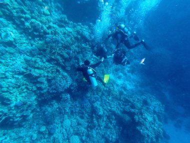 Dalgıçlar tropikal denizde mercan resiflerini araştırıyorlar. Mercanlar ve tropikal balıklarla dolu su altı yaşamı. Kızıl Deniz 'deki Mercan Resifi, Mısır