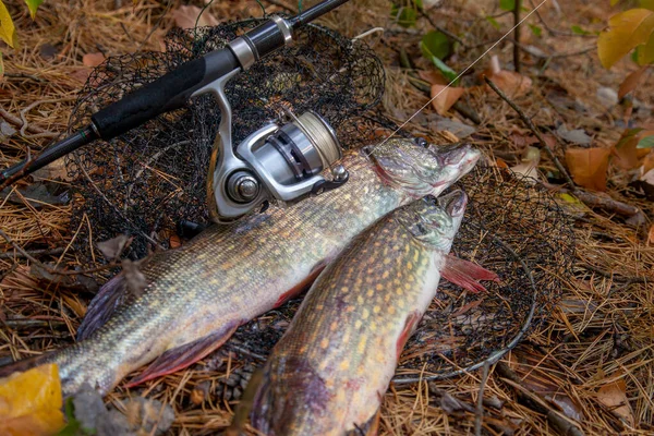 Conceito Pesca Captura Troféu Dois Grandes Piques Água Doce Peixe — Fotografia de Stock