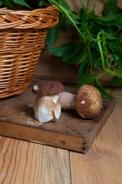 Cultivo Champiñones Comestibles Forestales Dos Hongos Porcini Cep Porcino Bolete — Foto de Stock