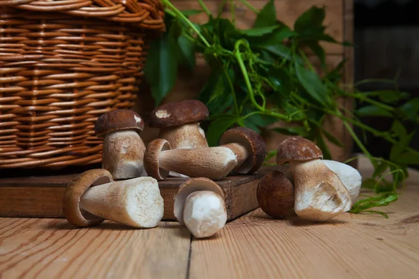 森林可食蘑菇的作物 几个蘑菇 Cep Porcino或King Bolete 通常被称为Boletus Naquis 秋天时带蘑菇的柳条筐和木制背景的野生葡萄绿叶 — 图库照片