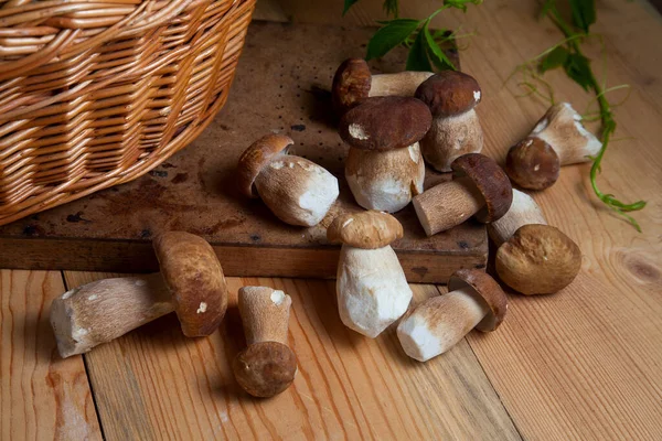Crop Forest Edible Mushrooms Pile Picked Wild Porcini Mushrooms Cep — Stock Photo, Image