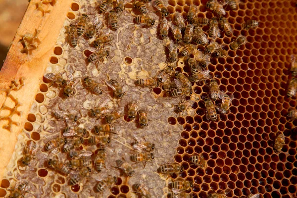 甘い蜂蜜で蜂の巣から取ったばかりの蜂の巣のフレーム 甘い蜂蜜のための開いて密封された細胞と黄色のハニカム上の忙しいミツバチ ビー蜂蜜収集でザ美しいです茶色いハニカム — ストック写真