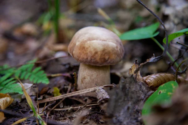 Boletus Edulis Cep Penny Bun Porcino King Bolete Обычно Называемый — стоковое фото