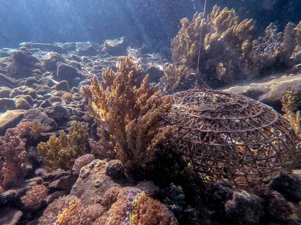 Underwater panoramic view of old crab cage on coral reef with tropical fish, seaweeds and corals at the Red Sea, Egypt.