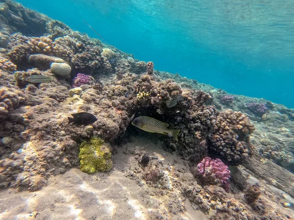 Vista Perto Peixes Borracha Coloridos Manchas Negras Tropicais Plectorhinchus Gaterinus — Fotografia de Stock