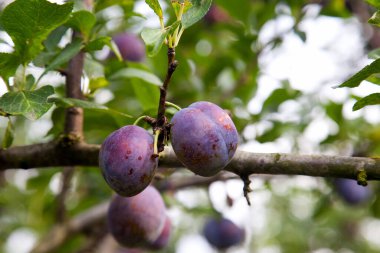 Hasat edilmeye hazır bir ağaç dalından sarkan olgun erikler. Meyve bahçesindeki ağaç dalında olgun erikler. Meyve bahçesinde erik ağacı dalı üzerinde yeşil yaprakları ile taze organik meyve görünümü