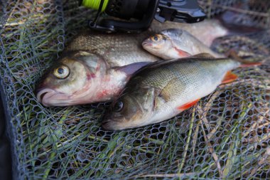 Balık yakalamak - bronz çipura ya da sazan balığı (Abramis brama), yaygın levrek ya da Avrupa levreği (Perca Fluviatilis), beyaz çipura ya da gümüş çipura (Blicca Bjoerkna) ve siyah balıkçı ağıyla olta kamışı