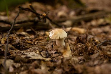 Boletus edulis (cep, porcino veya kral bolete, genellikle Porcini mantarı olarak bilinir) sonbahar mevsiminde orman zemininde yosun ve kuru yapraklar arasında yetişir.
