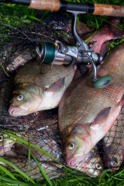 İyi yakaladın. Yeni su büyük tatlı su ortak çipura bronz çipura veya sazan balığı (Abramis brama) ve olta ile doğal zemin üzerine reel olarak bilinen çekilen. Balık ve olta ile reel yeşil çimenlerin üzerinde doğal bileşimi
