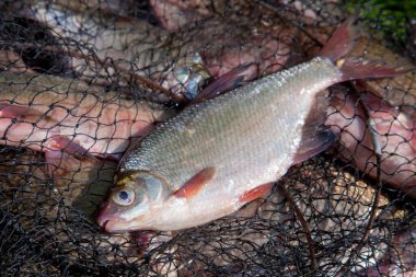 Balık tutma konsepti. Balıkçılık ile birlikte taze su balığı da tutuluyor. Yeşil çimenler üzerinde bronz çipura (Abramis brama) ya da sazan çipleri olarak bilinen yaygın çiplerle birlikte keepnet üzerinde tek tatlı su beyazı veya gümüş çipura.