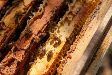 Arı kovanının çerçeveleri. Bal arılarının oluşturduğu çerçeveleri gösteren açılan kovan gövdesinin yakından görünümü