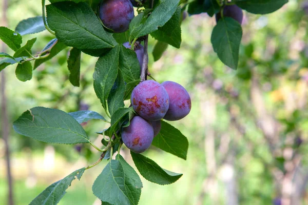 Ripe plums hanging from a tree branch ready to be harvested. Ripe plums on a tree branch in the orchard. View of fresh organic fruits with green leaves on plum tree branch in the fruit garden