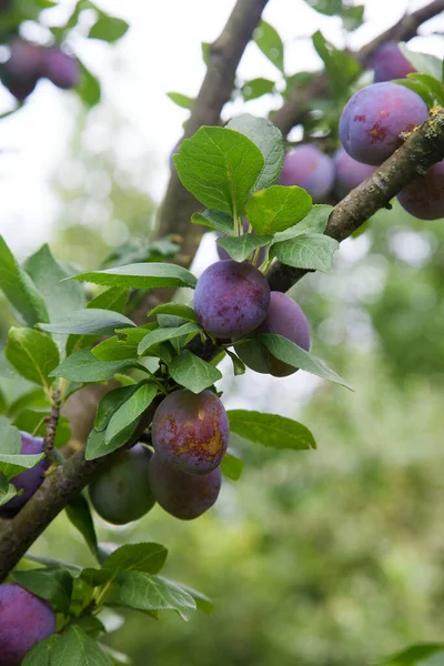 Ripe plums hanging from a tree branch ready to be harvested. Ripe plums on a tree branch in the orchard. View of fresh organic fruits with green leaves on plum tree branch in the fruit garden