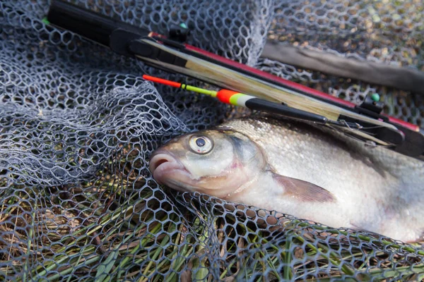 Fische Fangen Große Süßwasserbrassen Die Als Brassen Oder Brassen Abramis — Stockfoto