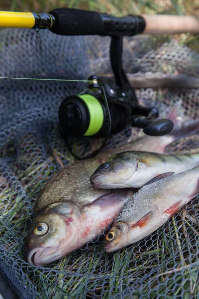 Pescado Captura Besugo Común Agua Dulce Conocido Como Dorada Bronce — Foto de Stock