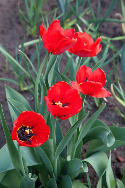 Group of colourful tulip in spring garden. Beautiful close up view of red tulips under sunlight in the garden at the middle of spring. Hybrid Red Tulips in a flowerbed. Amazing spring concept