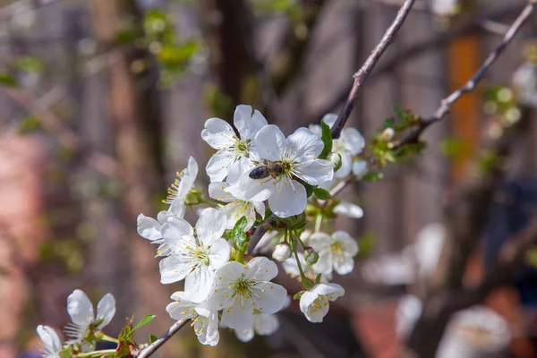 Obstgarten Zur Frühlingszeit Nahaufnahme Der Honigbiene Auf Weißen Blüten Von — Stockfoto