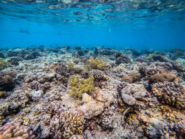 Underwater panoramic view of coral reef with tropical fish, seaweeds and corals at the Red Sea, Egypt. Acropora gemmifera and Hood coral or Smooth cauliflower coral (Stylophora pistillata), Lobophyllia hemprichii, Acropora hemprichii or Pristine Stag