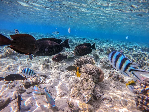 Schwarm Unterschiedlicher Fischarten Segelflossen Tang Oder Desjardin Flossentang Hipposcarus Longiceps — Stockfoto