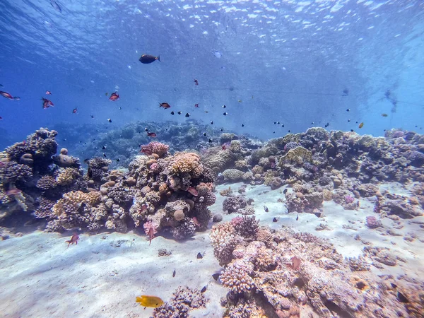 Underwater panoramic view of coral reef with shoal of Lyretail anthias (Pseudanthias squamipinnis) and other kinds of tropical fish, seaweeds and corals at the Red Sea, Egypt. Acropora gemmifera and Hood coral or Smooth cauliflower coral (Stylophora