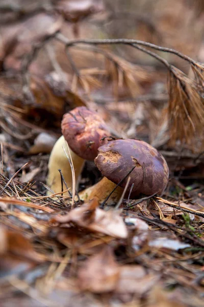 在秋天的松树林中 我们可以近距离观察到一种名为 月桂树 的双子菇 它们生长在一片松树林中 食用菌和豆科植物有天鹅绒的深褐色或栗色的帽子 — 图库照片