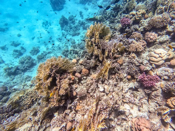 埃及红海的珊瑚礁全景 有热带鱼类 海藻和珊瑚 Acropora Gemmifera 和胡瓜珊瑚 Smooth Cauliflower Coral Stylophora — 图库照片