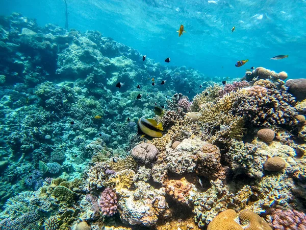 紅海のバナーフィッシュ Heniochus Interdius サンゴ礁の水中に生息します サンゴや熱帯魚とサンゴ礁の水中生活 エジプト紅海のサンゴ礁 — ストック写真