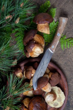 Sonbahar kompozisyonu boletus badius, imleria badia veya bay bolete mantarları, mantarlı kil tabağı ve çam ağacının yeşil dallı ve eğreltiotu yapraklı klasik ahşap arka planda bıçak. Yenilebilir ve gözenekli mantarların kadife rengi koyu kahverengi veya açık kahverengi renkleri vardır.