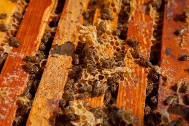 Arı kovanının çerçeveleri. Bal arılarının oluşturduğu çerçeveleri gösteren açılan kovan gövdesinin yakından görünümü