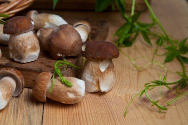 Yenebilir orman mantarları. Toplanan yabani Porcini mantarları (cep, porcino veya kral bolete, genellikle boletus edulis olarak adlandırılır) arasından güzel porcini mantarları, mantarlı sepet ve yabani üzüm yaprakları arasında seçici bir odak noktası