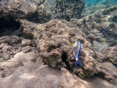 Mercan resifinde renkli tropikal balık Sohal Cerrah Balığı (Acanthurus Sohal) su altında tang. Mercanlar ve tropikal balıklarla dolu su altı yaşamı. Kızıl Deniz 'deki Mercan Resifi, Mısır