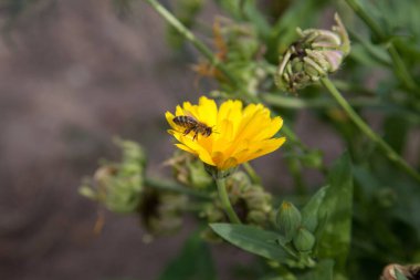 Sarı kadife çiçekleri ve doğanın bulanık arka planında çalışan küçük arılar. Bahçede sarı takvim çiçeği, üst manzara takvim tarlası. Tıbbi plan.