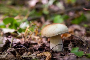 Boletus edulis (cep, penny topuz, porcino veya kral bolete, genellikle porcini mantar denir) yosun, yeşil çim ente ve sonbahar sezonunda düşmüş yaprakları arasında orman zeminüzerinde yetişir