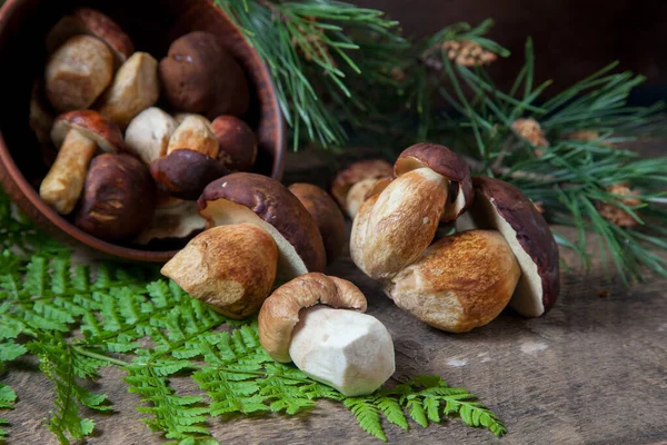 Composizione Autunnale Boletus Badius Imleria Badia Alloro Bolete Funghi Porcini — Foto Stock