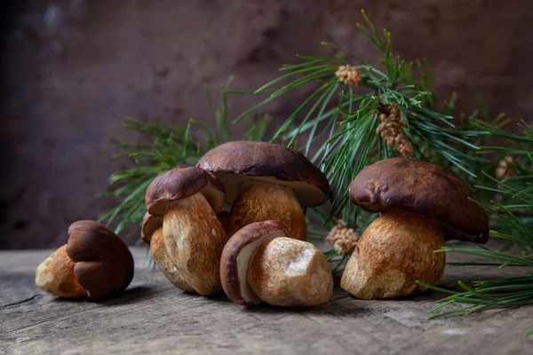 几种金银花 金银花或月桂蘑菇的秋季组成 在古老的木制背景上 背面有绿色松枝 食用菌和豆科植物有天鹅绒的深褐色或栗色的帽子 — 图库照片