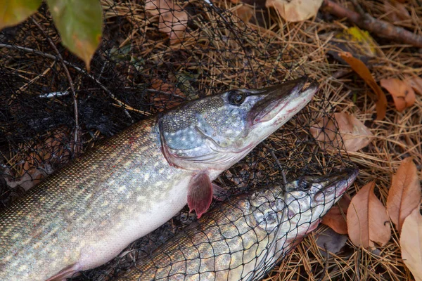 Fishing Concept Trophy Catch Big Freshwater Pike Fish Know Esox — Stock Photo, Image