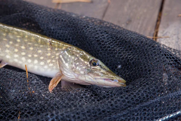 Freshwater Northern Pike Fish Know Esox Lucius Landing Net Fishing — Stock fotografie