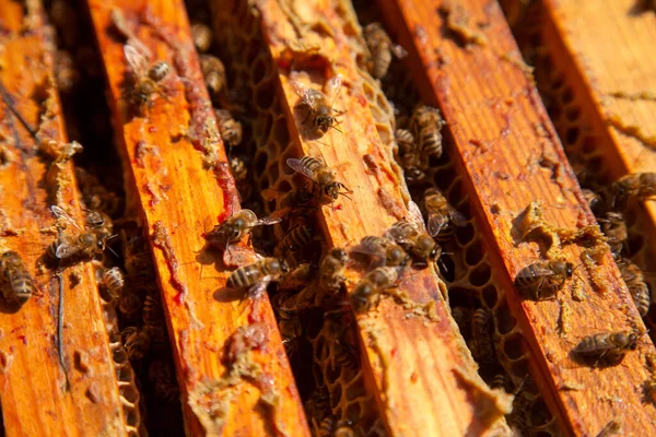 Bildrutor Bikupa Närbild Den Öppnade Hive Kroppen Som Visar Ramarna — Stockfoto