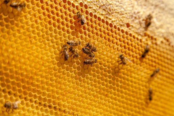 Molduras Uma Colmeia Abelhas Ocupadas Favo Mel Amarelo Com Células — Fotografia de Stock