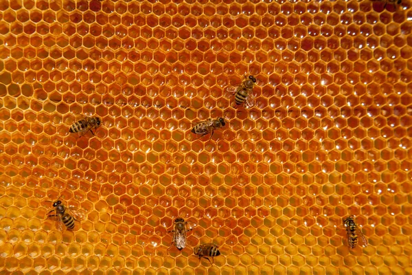 Marcos Una Colmena Abejas Ocupadas Panal Amarillo Con Celdas Abiertas —  Fotos de Stock