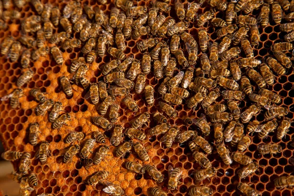 ミツバチのフレーム 彼らの若者のための開いて密封された細胞と巣の中で忙しいミツバチ 若いミツバチの誕生 いくつかの動物とハニカム構造を示すクローズアップ — ストック写真