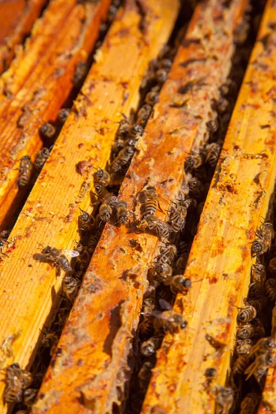 Frames Van Een Bijenkorf Close Weergave Van Geopende Hive Body — Stockfoto