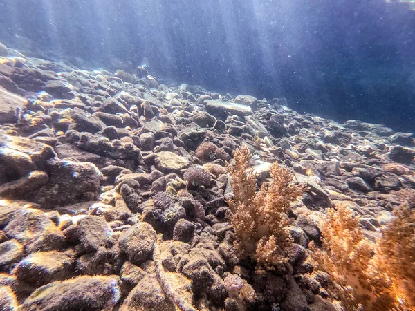 埃及红海带热带鱼类 海藻和珊瑚的珊瑚礁的水下全景 — 图库照片