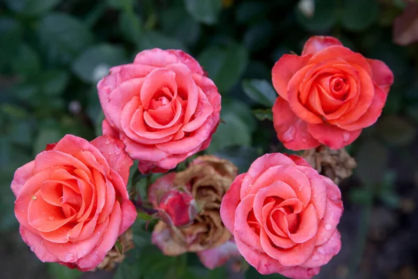 Pink Blossoming Roses Garden Beautiful Pink Rose Bush Growing Flower — Stock Photo, Image