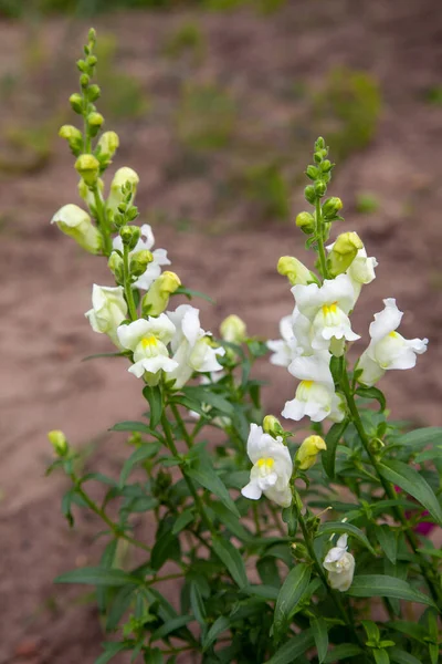 Variegated Antirrhinum Snapdragon Flower Background Yellow White Rosy Crimson Snapdragon — Stock Photo, Image