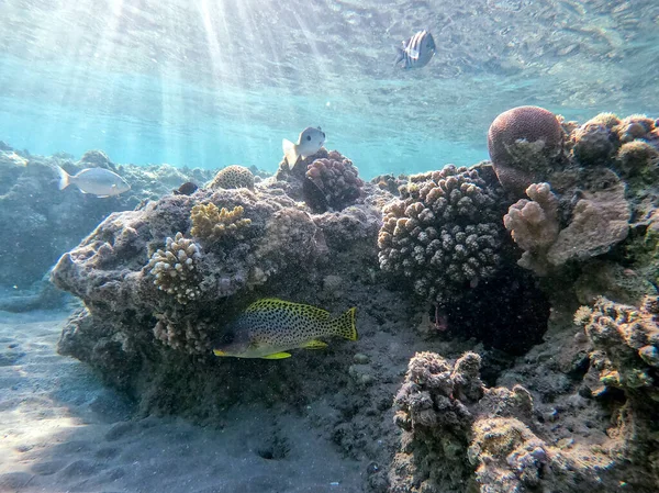 カラフルな熱帯の黒い斑点のあるルバーリップ魚やサンゴ礁で水中のプレクターヒンコスのゲテリヌスの景色を間近で見ることができます サンゴや熱帯魚とサンゴ礁の水中生活 エジプト紅海のサンゴ礁 — ストック写真