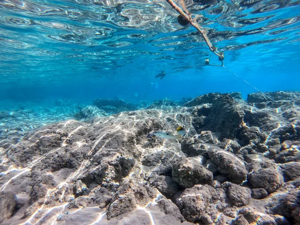 Underwater panoramic view of coral reef with tropical fish, seaweeds and corals at the Red Sea, Egypt. Acropora gemmifera and Hood coral or Smooth cauliflower coral (Stylophora pistillata), Lobophyllia hemprichii, Acropora hemprichii or Pristine Stag