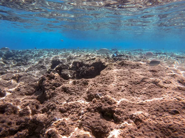 Shoal Sargos White Seabream Known Diplodus Sargus Fish Underwater Coral — Stock Photo, Image